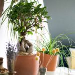 Voltasol, the rolling flowerpot by Studio BAG Disseny