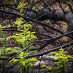 Opening of the 17th International Garden Festival in Grand-Métis, Canada