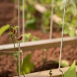 Opening of the 17th International Garden Festival in Grand-Métis, Canada