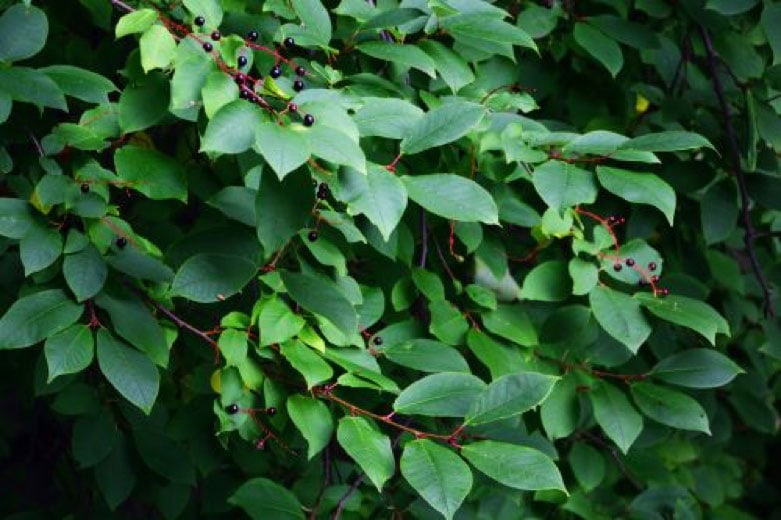 5 Resilient Trees That Will Keep Your Yard Looking Great