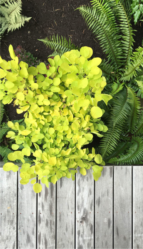 Magnolia Residence by mwworks