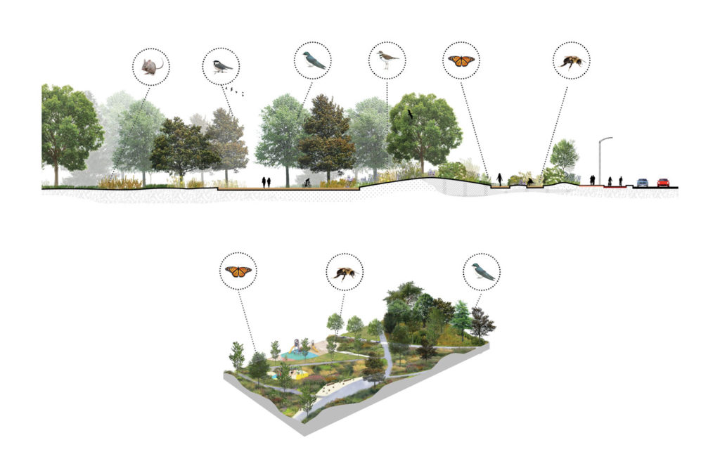 Section and schematic concept, entrance to Philippe-Laheurte Park from Cavendish Boulevard 