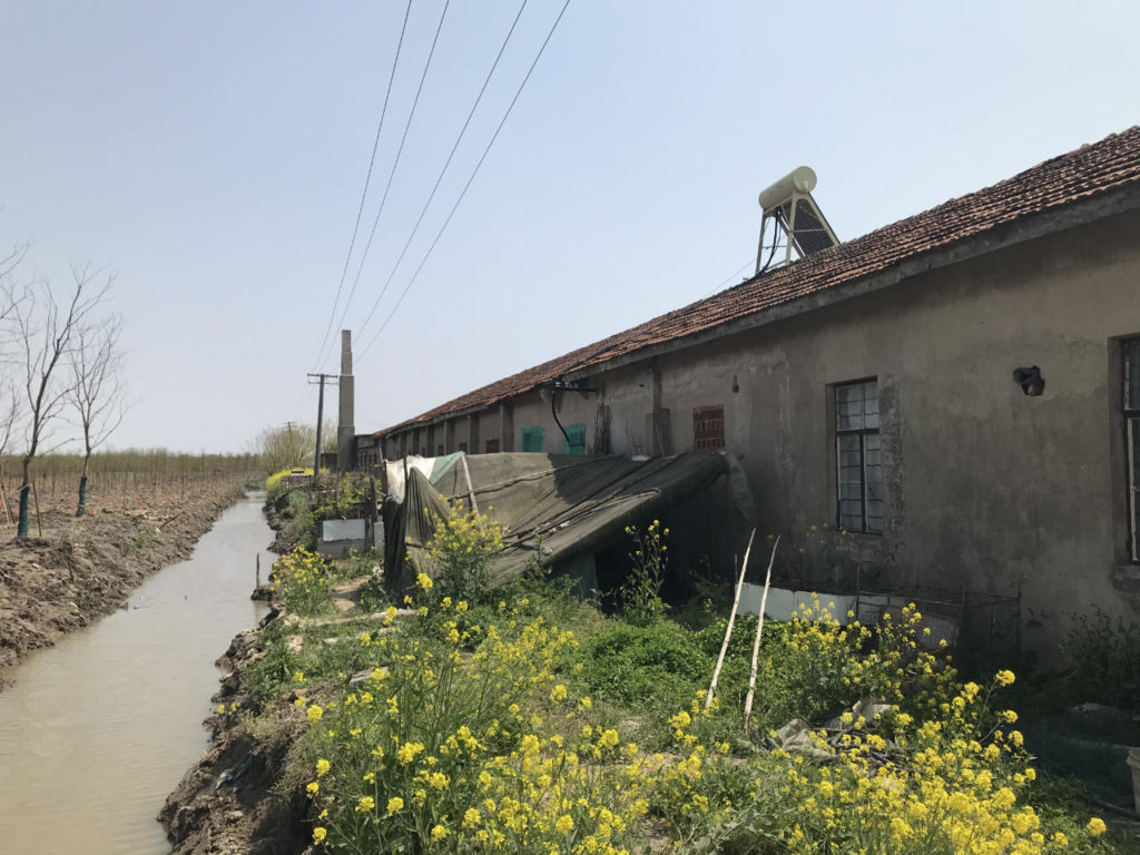 Golden Barnyard: Cockaigne of Everyman by Wutopia Lab