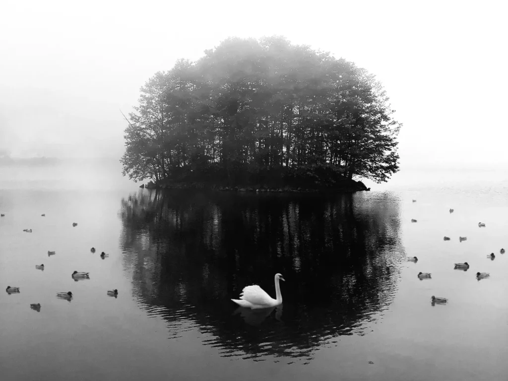 Black and White by Saeed Rezvanian